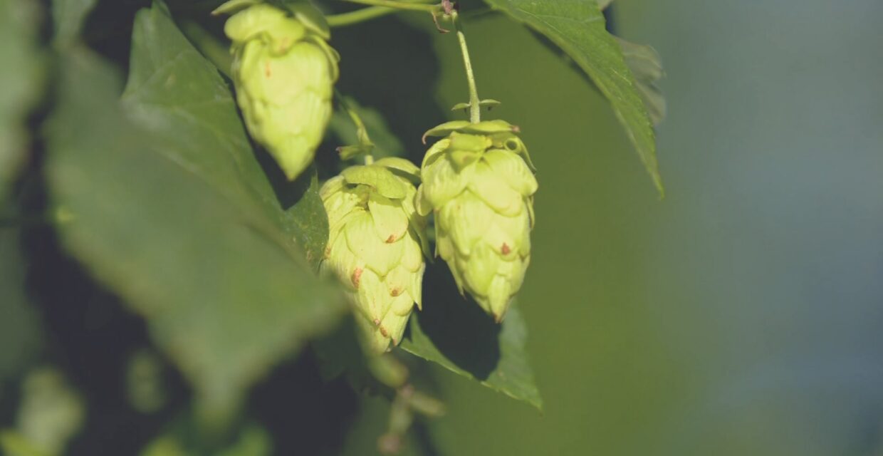 Governo elimina imposto de importação para cerca de mil produtos com oferta insuficiente no mercado interno