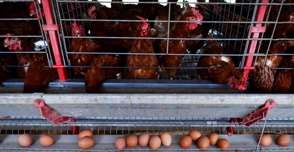 Governo Federal Estende Estado de Emergência Zoossanitária para Gripe Aviária por Mais Seis Meses