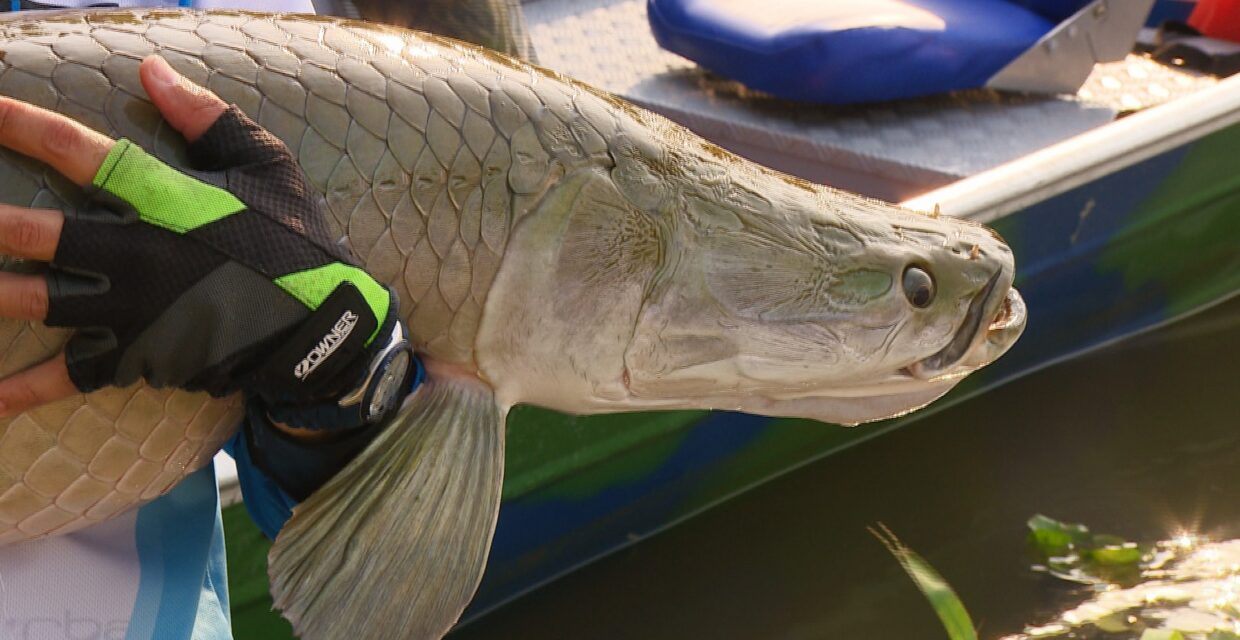 Pesquisa da Emater-RO aponta variação de preços do pirarucu e outros produtos em Rondônia