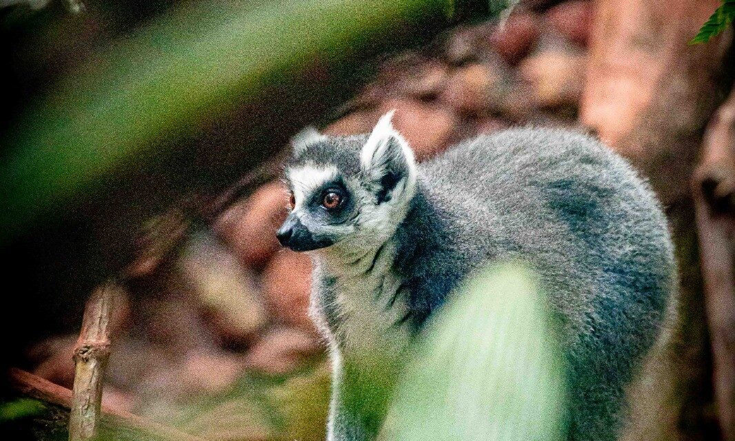 Zoológico de Brasília recebe casal de lêmures-de-cauda-anelada, espécie ameaçada de extinção
