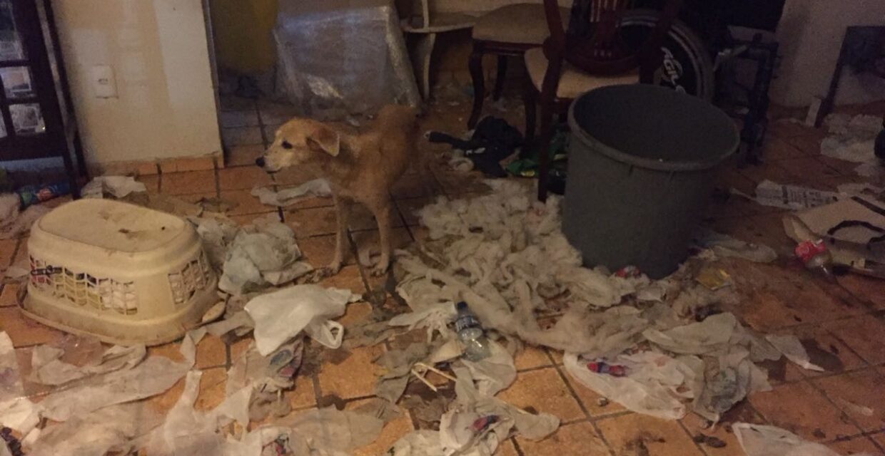 Animais são resgatados em Fortaleza após denúncia de maus-tratos e condições precárias