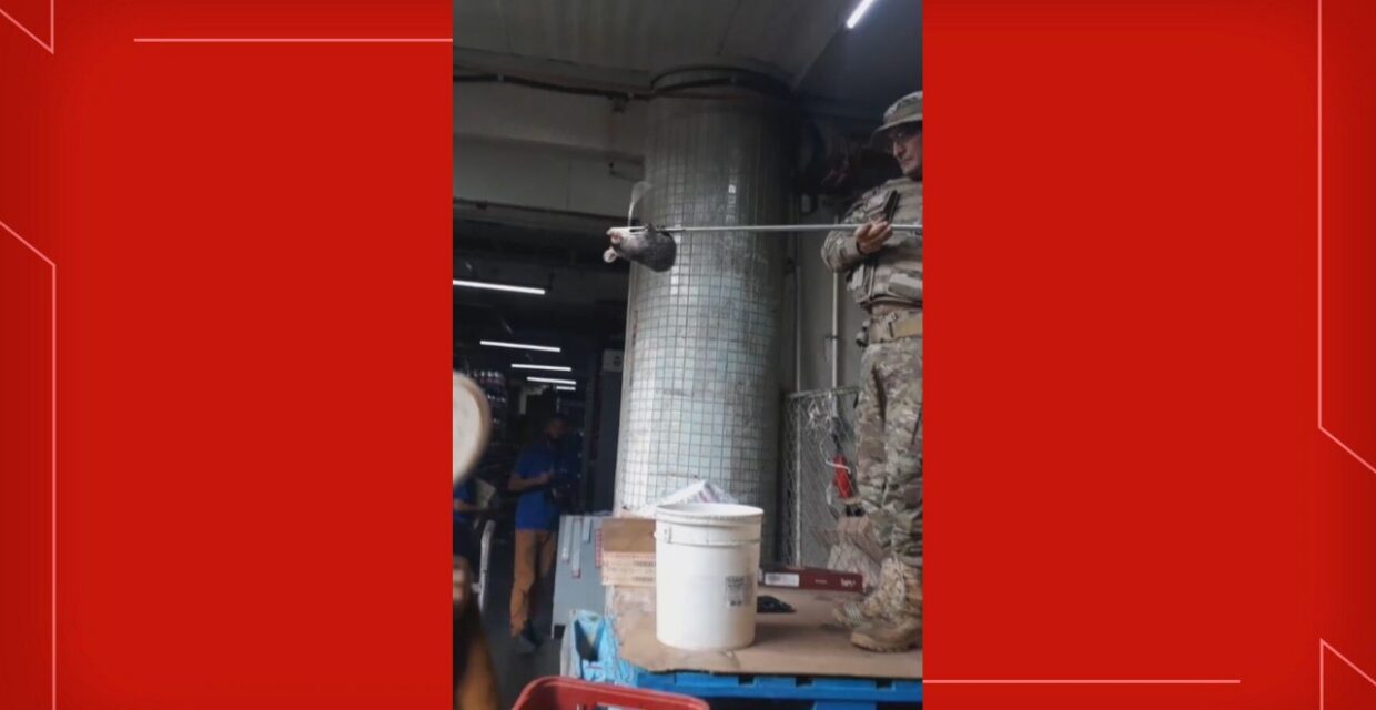 Batalhão Ambiental realiza resgate de saruê em supermercado no Sudoeste, Brasília