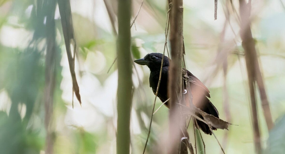 Choca-de-garganta-preta: ave endêmica da Amazônia enfrenta risco elevado de extinção