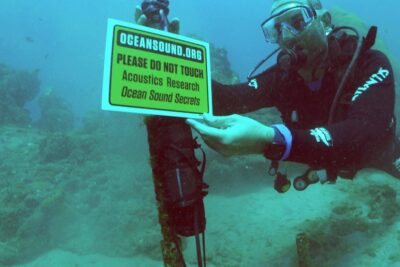 Estudo avalia impacto do ruído humano na comunicação dos golfinhos em Fernando de Noronha