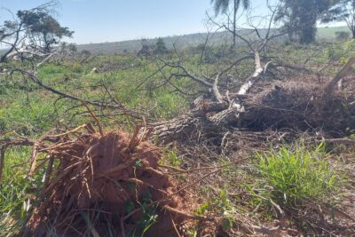 Fazendeiro é multado em R$ 189 mil por desmatamento em área de preservação em Sandovalina (SP)