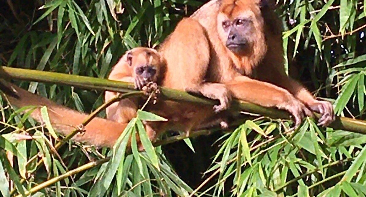 Filhote de bugio vulnerável é registrado em área urbana de Presidente Venceslau