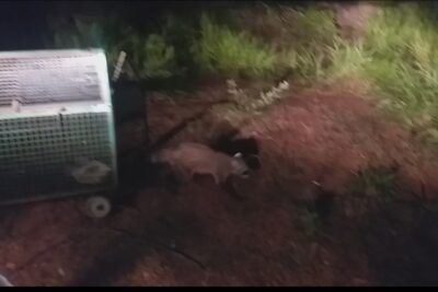 Guaxinim capturado em área urbana de Dracena é reintegrado ao Parque Estadual do Rio do Peixe