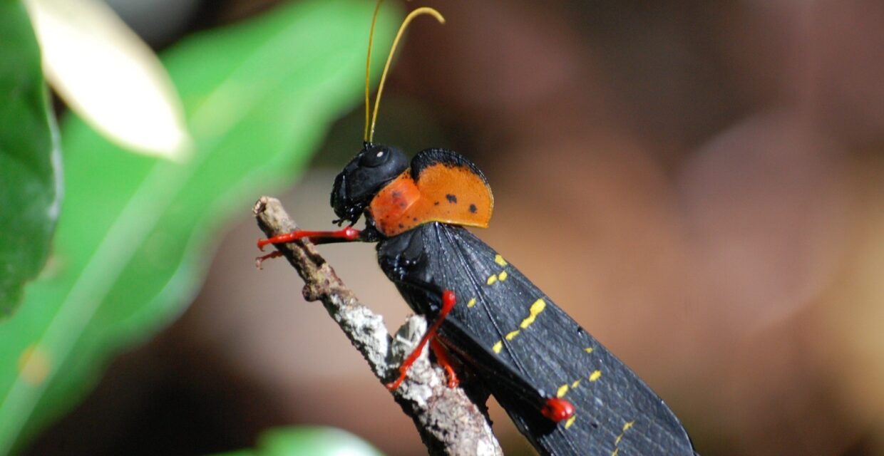 Pesquisa revela diversidade inédita de insetos na copa das árvores da Amazônia