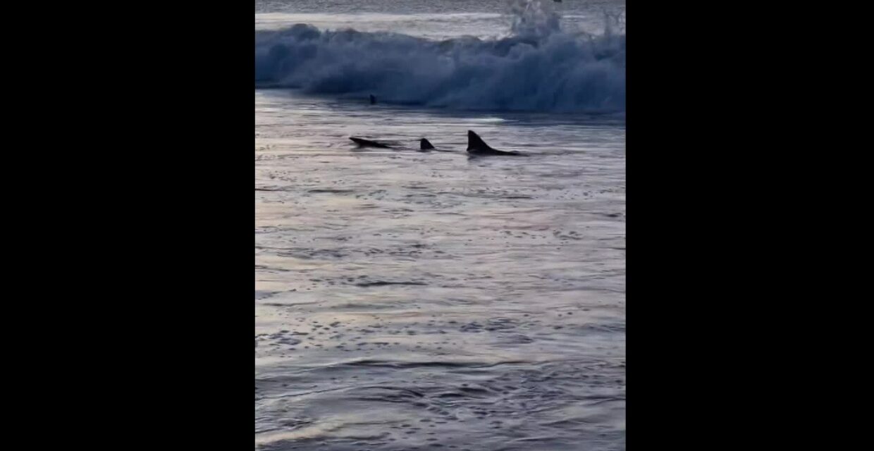 Presença de tubarões-limão em Fernando de Noronha destaca preservação ambiental local