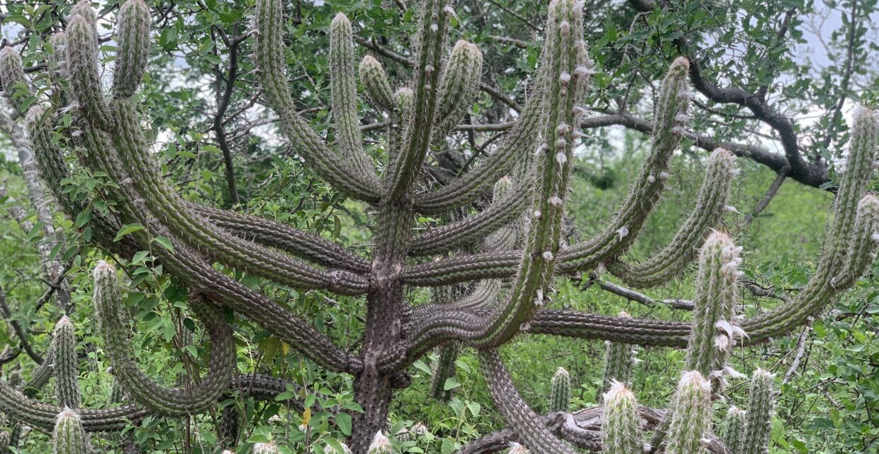 Proteção Integral Abrange Apenas 2,65% da Caatinga em Pernambuco, Aponta Levantamento