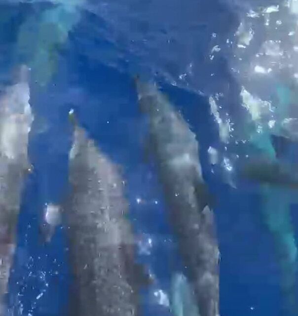 Registro Inédito de Golfinhos-Pintados em Fernando de Noronha Durante Período Chuvoso