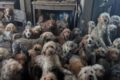Resgate de mais de 250 cães em residência no Reino Unido evidencia desafios no cuidado animal