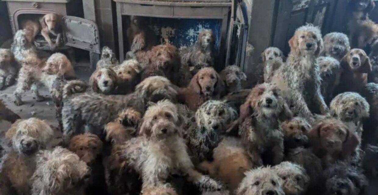 Resgate de mais de 250 cães em residência no Reino Unido evidencia desafios no cuidado animal