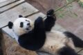Zoológico na Holanda confirma que panda gigante Fan Xing é fêmea, não macho