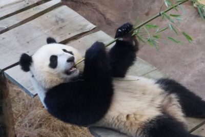 Zoológico na Holanda confirma que panda gigante Fan Xing é fêmea, não macho