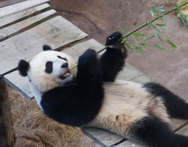 Zoológico na Holanda confirma que panda gigante Fan Xing é fêmea, não macho
