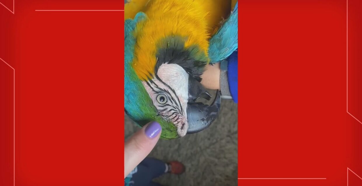Arara Canindé Famosa no Distrito Federal é Atropelada e Recebe Atendimento Veterinário