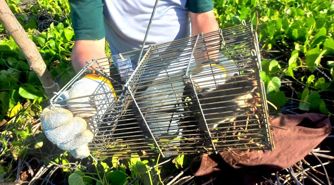 ICMBio inicia programa para erradicação de roedores na Ilha Rata em Fernando de Noronha