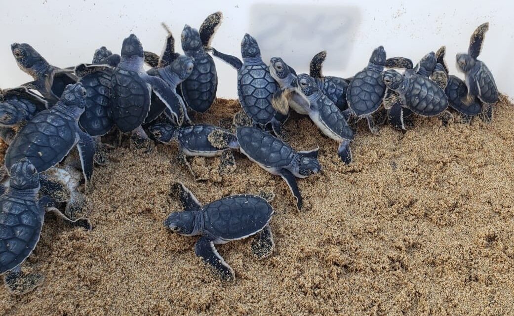 Projeto Tamar realiza primeira soltura pública de filhotes de tartarugas em Fernando de Noronha na temporada 2022/2023