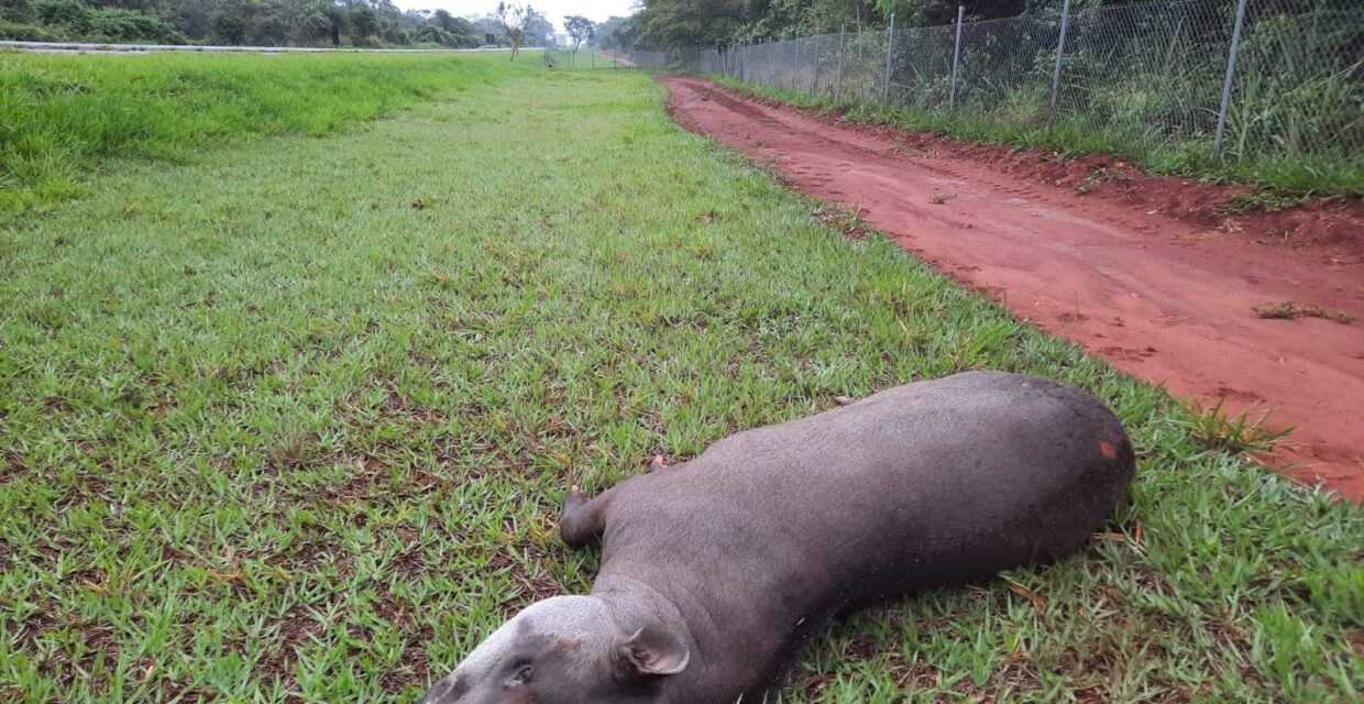 Anta é vítima de atropelamento na SP-613 próximo ao Parque Estadual do Morro do Diabo