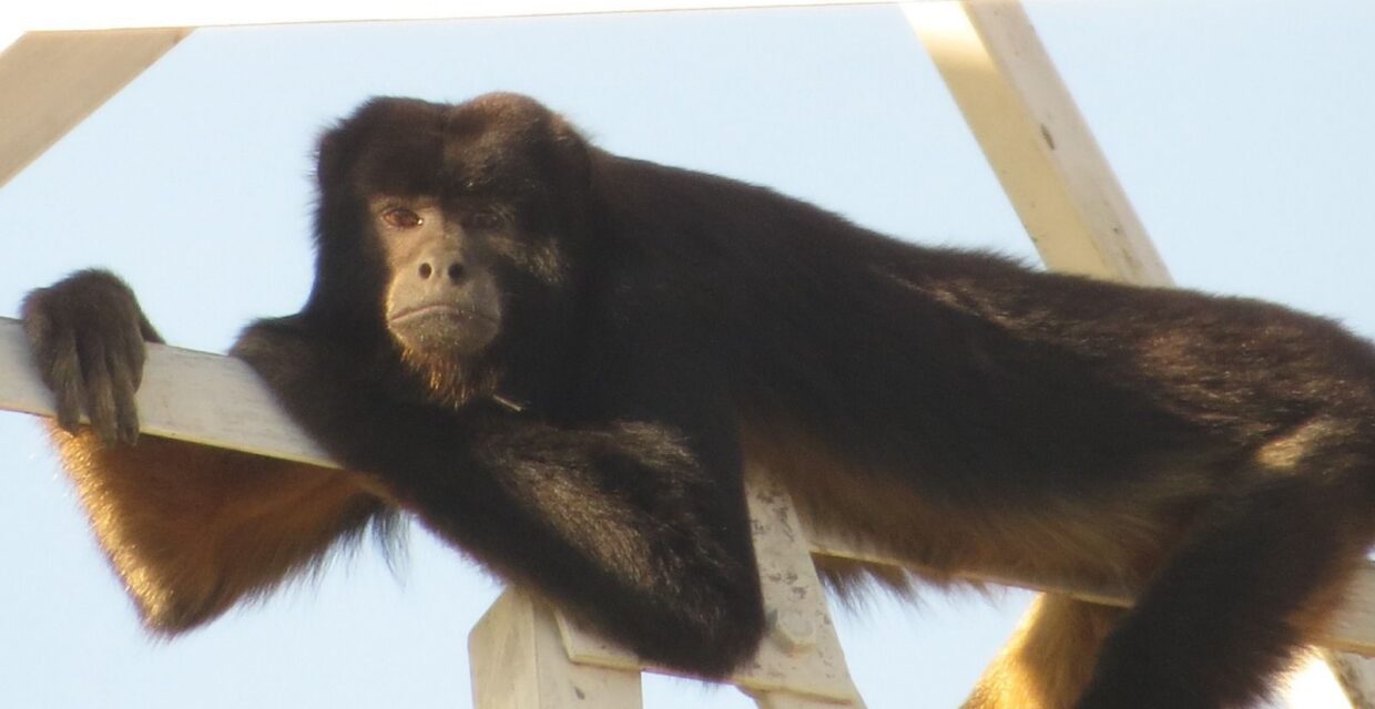 Bugio ameaçado é registrado em área urbana de Tupi Paulista e gera preocupação ambiental