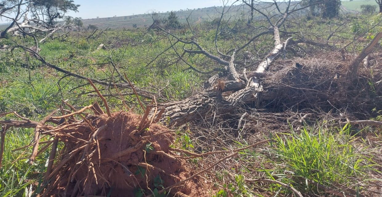 Fazendeiro é multado em quase R$ 190 mil por desmatamento em área protegida de Sandovalina (SP)