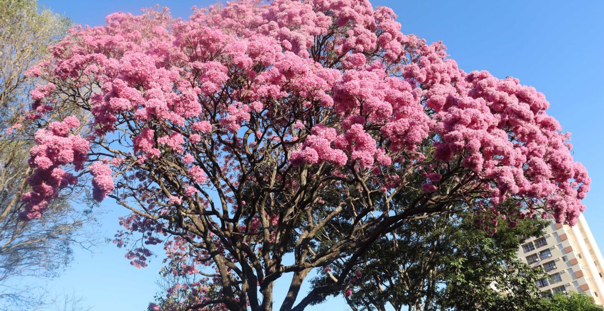 Florada dos Ipês Realça a Paisagem Urbana de Presidente Prudente Durante o Inverno