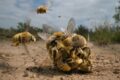 Fotografia de zangões em acasalamento é destaque no Wildlife Photographer of the Year 2022