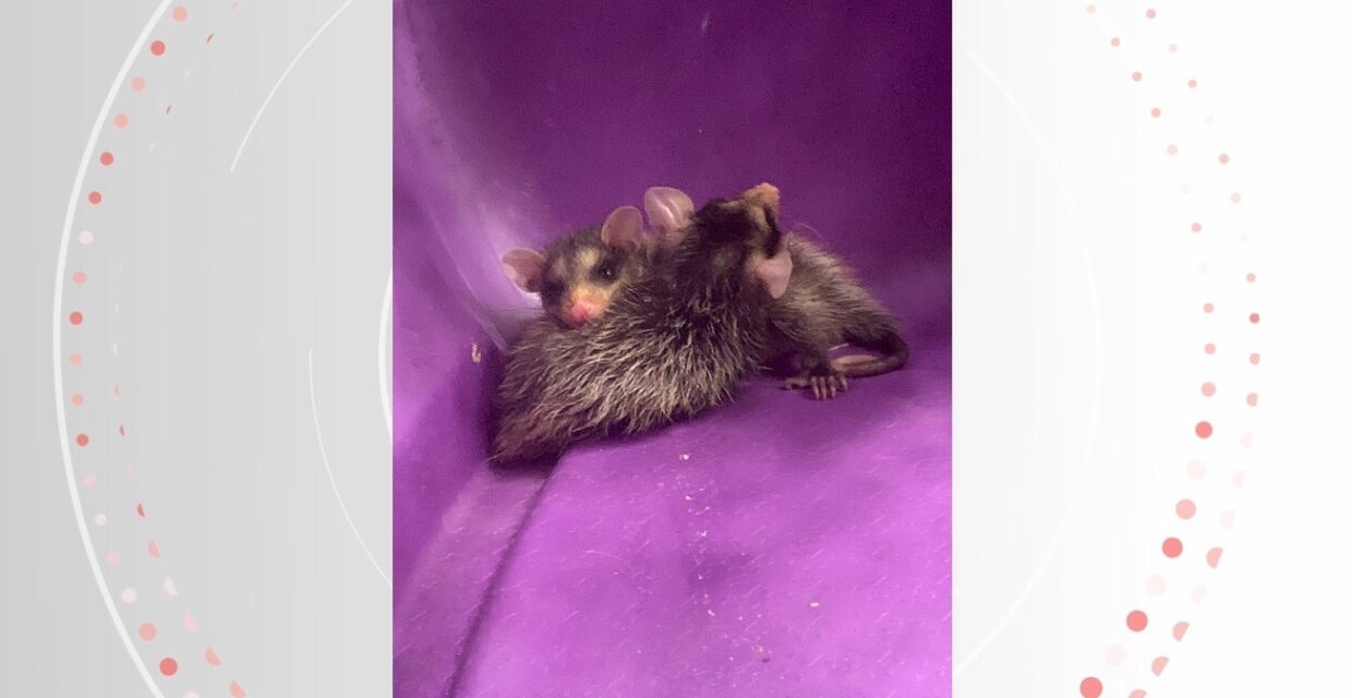 Gata em Vila Velha adota filhotes de gambá resgatados após abandono