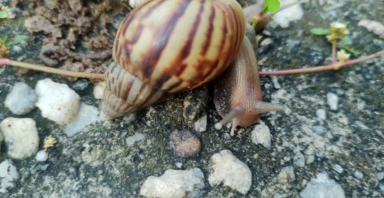 Orientações para Controle da Proliferação do Caracol Africano em Macapá Durante o Período Chuvoso