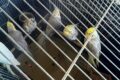 Parceria entre ICMBio, Administração de Noronha e FAB remove aves exóticas do arquipélago