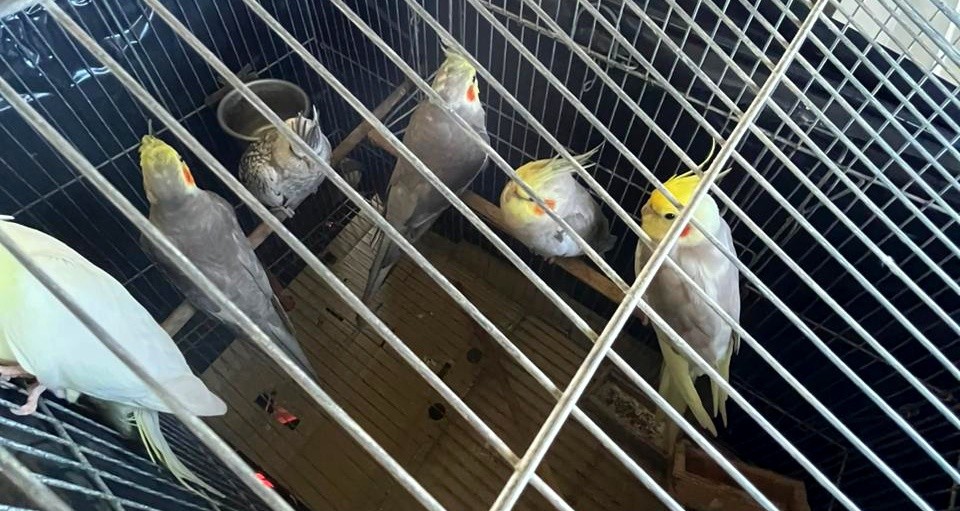 Parceria entre ICMBio, Administração de Noronha e FAB remove aves exóticas do arquipélago