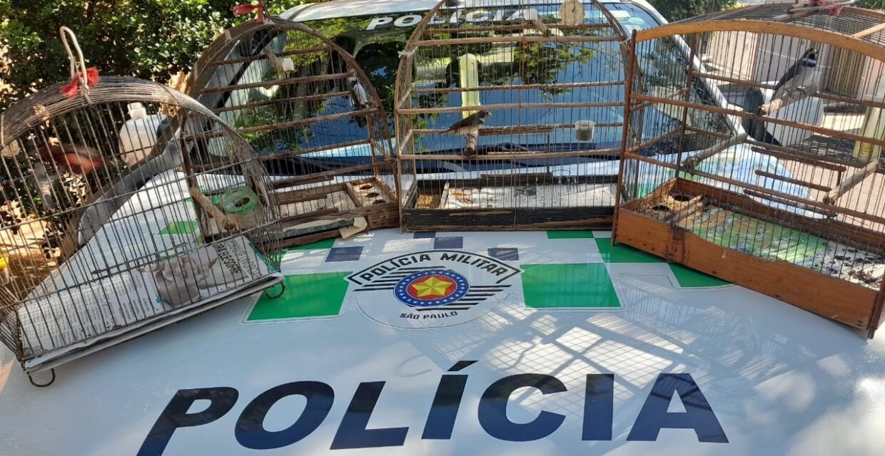 Polícia Ambiental resgata aves silvestres em cativeiro e aplica multas em Presidente Prudente
