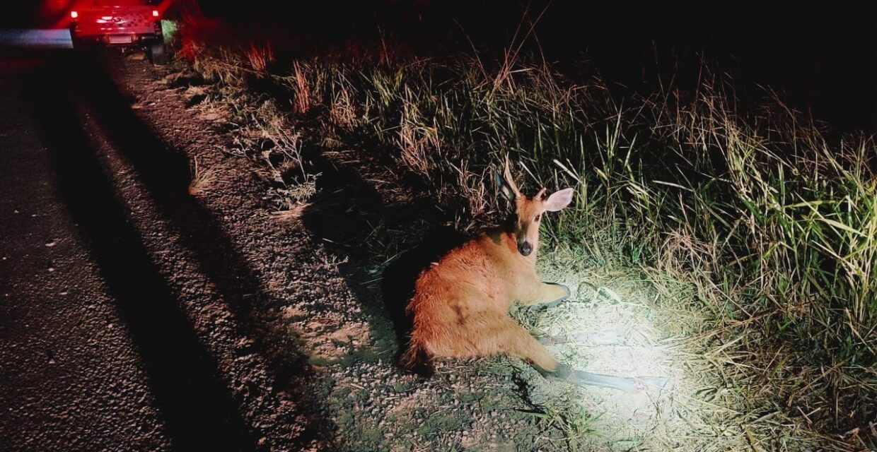 Polícia Ambiental resgata cervo-do-pantanal ferido em atropelamento em Panorama (SP)