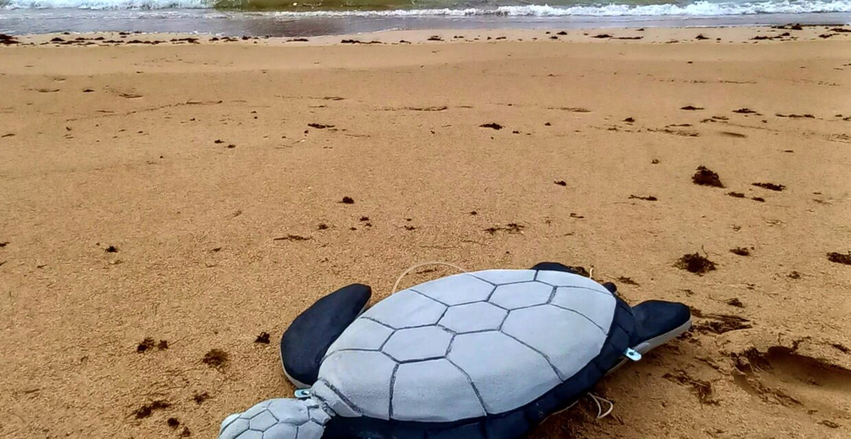 Projeto em Fernando de Noronha utiliza réplica de tartaruga para estudar comportamento de tubarões-tigre