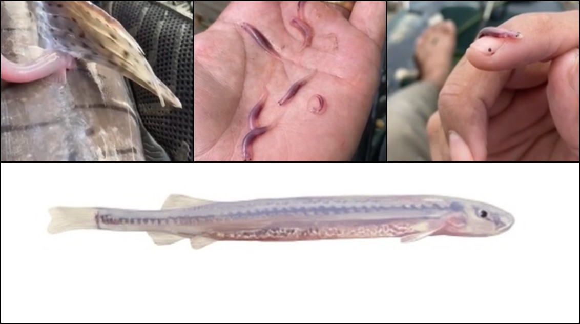 Candiru: Análise Científica sobre o Comportamento e Interação do ‘Peixe-Vampiro’ com Humanos