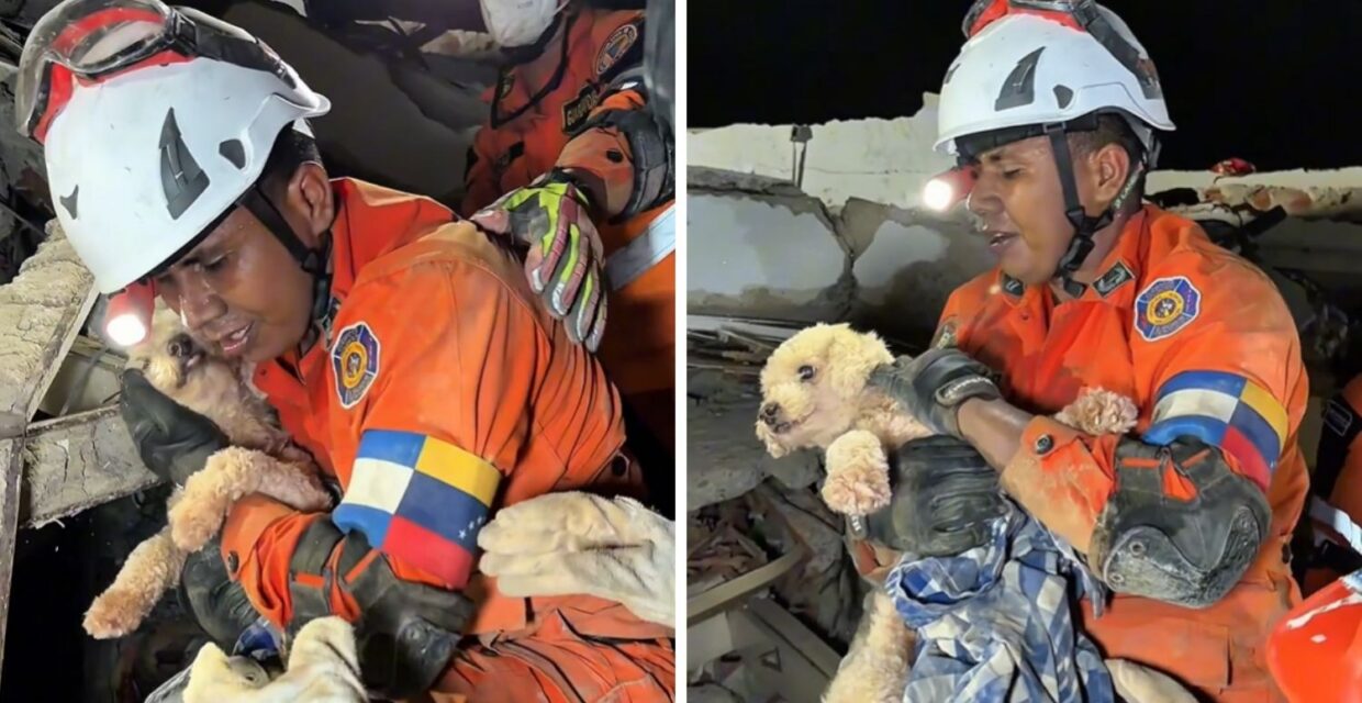 Equipes internacionais resgatam cachorro vivo após cinco dias do terremoto na Venezuela