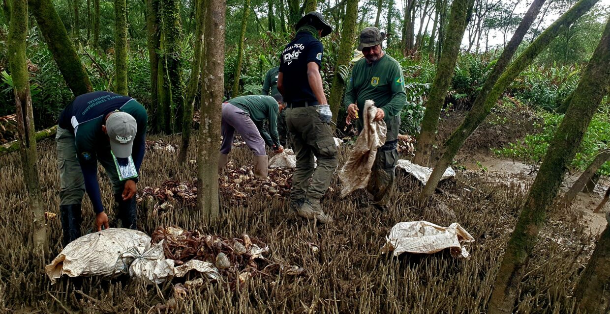 ICMBio e Ibama realizam soltura de 2 mil caranguejos-uçá apreendidos no período de defeso no Amapá