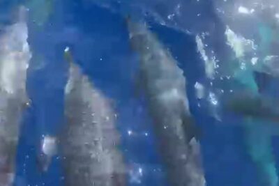 Registro de Golfinhos-Pintados em Fernando de Noronha Amplia Conhecimento Sobre Fauna Marinha Local