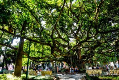 UFSC realiza sequenciamento genético para identificar origem de árvore centenária em Florianópolis