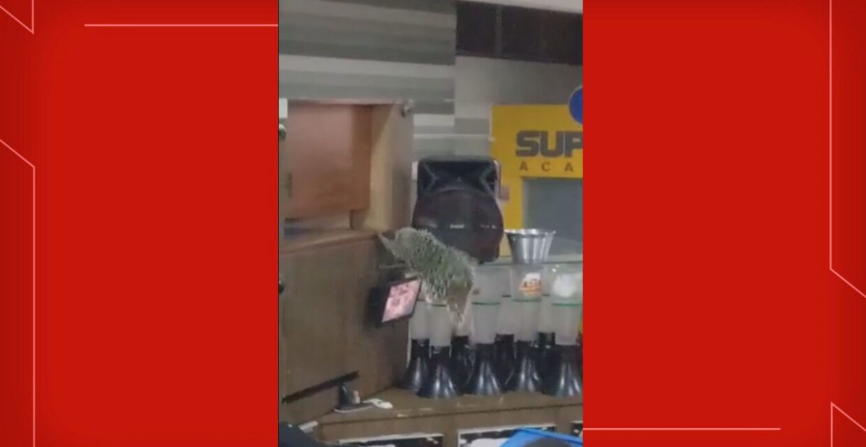 Bombeiros do DF realizam resgate de porco-espinho em quiosque de shopping no Riacho Fundo I