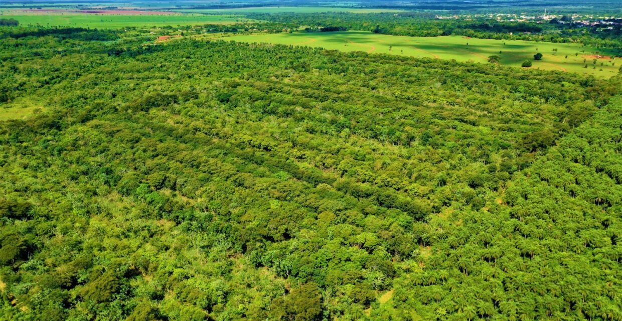 Cesp planta 500 mil mudas nativas anualmente para recuperação ambiental no entorno da Usina Hidrelétrica Sérgio Motta
