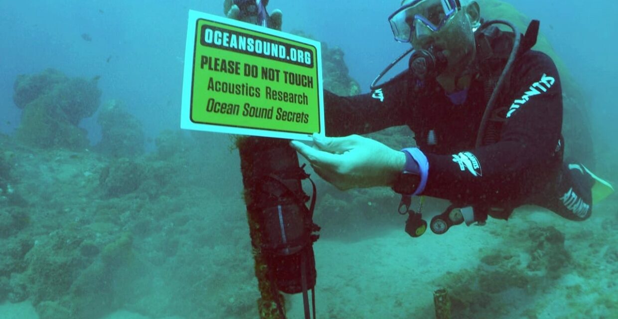 Estudo Avalia Impactos do Ruído Ambiental na Comunicação de Golfinhos em Fernando de Noronha
