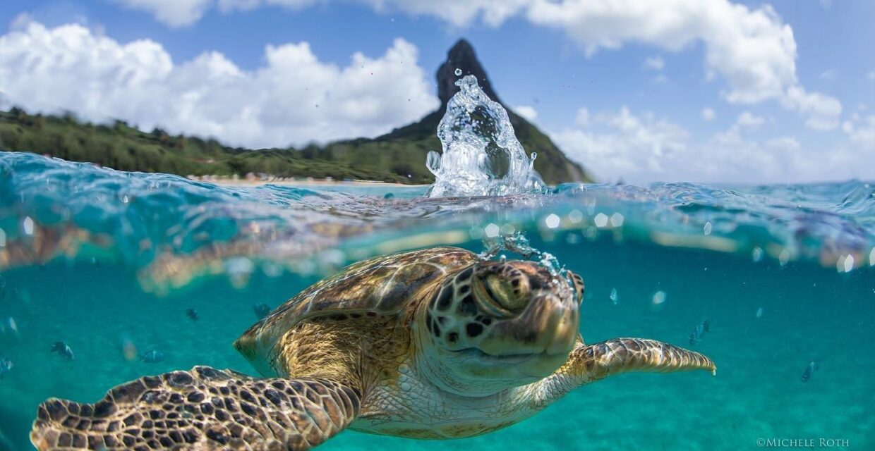 Fernando de Noronha sediará encontro internacional sobre conservação dos oceanos