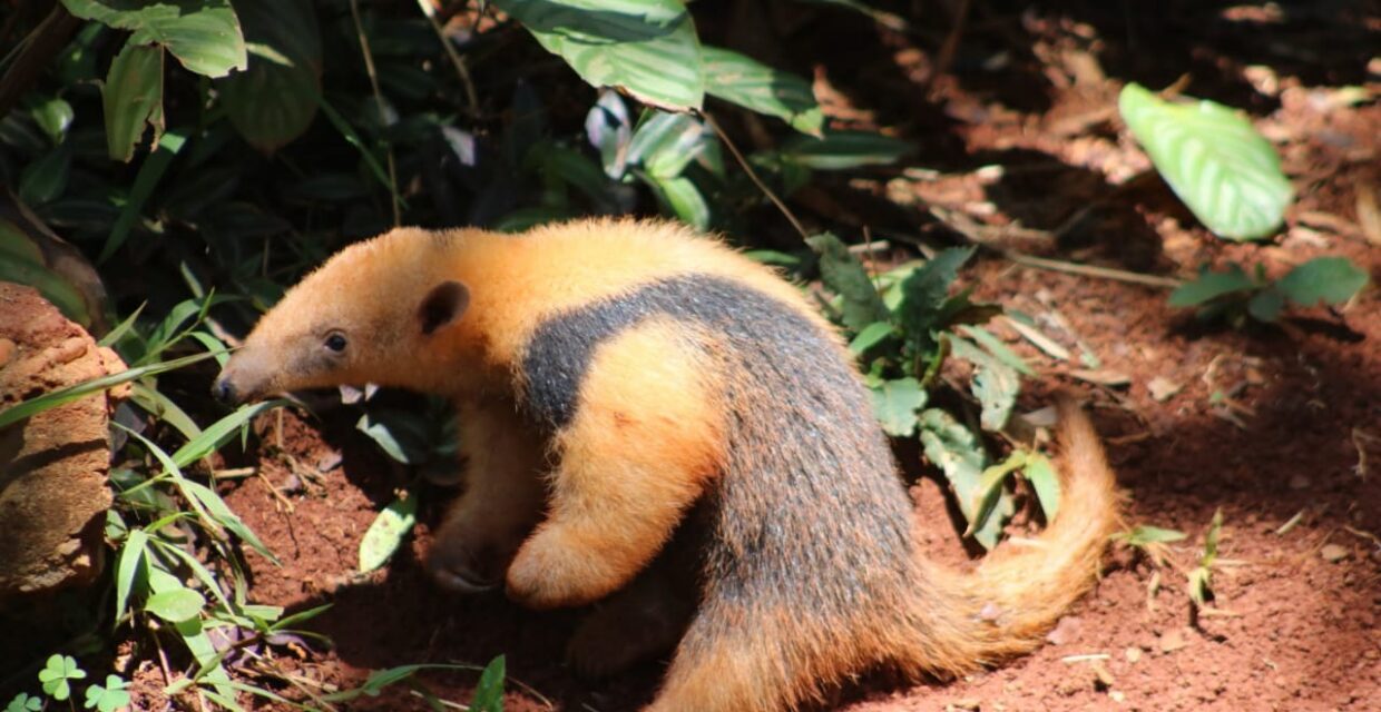 Filhote de tamanduá-mirim do Zoológico de Brasília recebe nome escolhido por votação pública