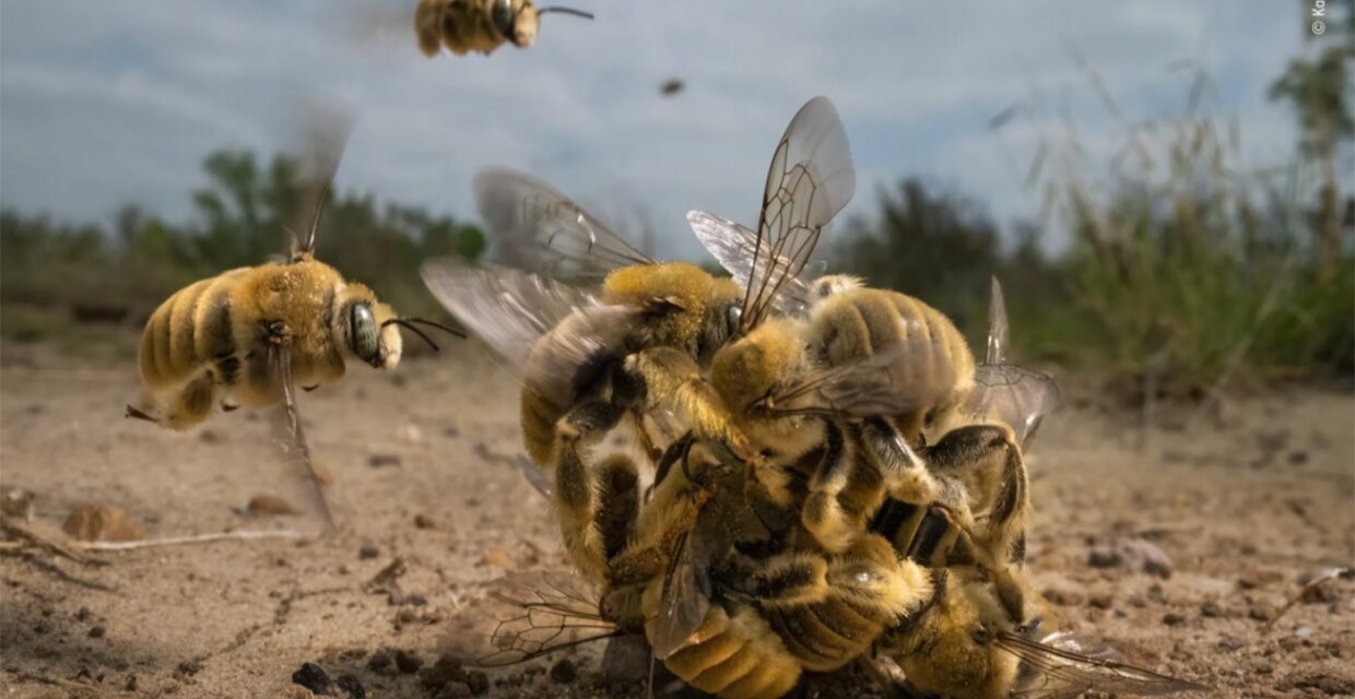 Fotografia de Abelhas em Comportamento de Acasalamento é Destaque em Concurso Internacional de Vida Selvagem