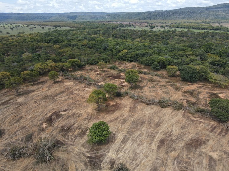 Ibama Embarga Mais de 3 Mil Hectares de Caatinga Desmatada Ilegalmente na Bahia