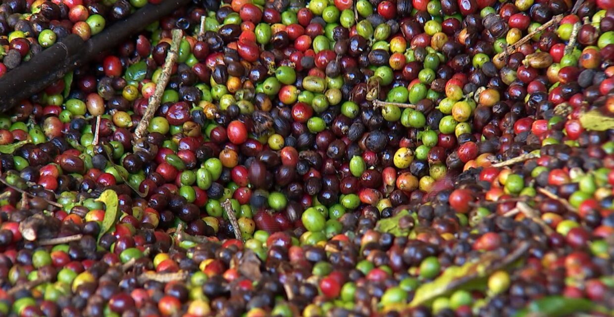Pesquisa da Emater-RO aponta preço médio da saca de café em R$ 283,33 no estado