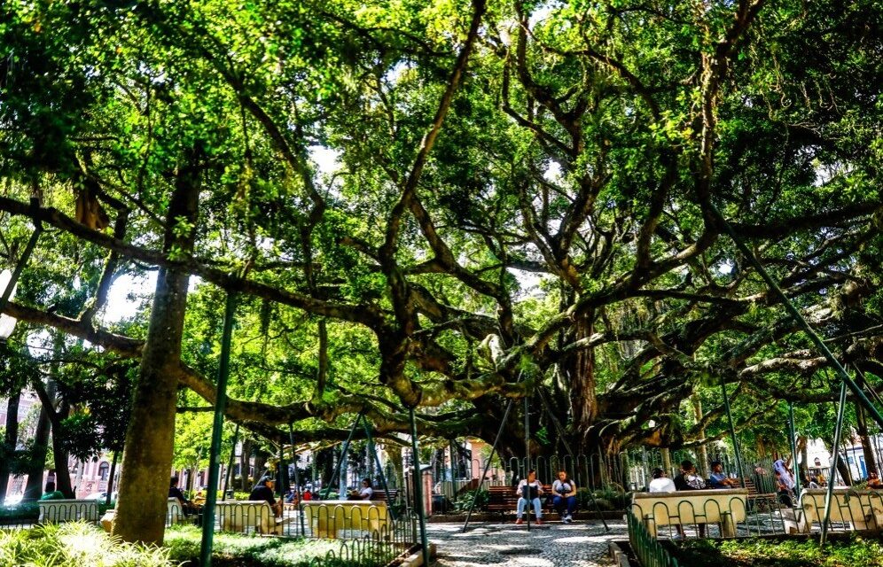 Pesquisa genética revela origem estrangeira da figueira centenária da Praça XV em Florianópolis