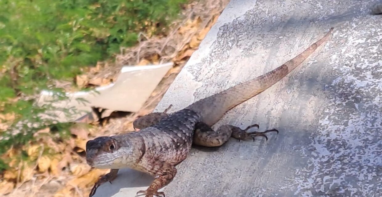 Pesquisadores investigam invasão de lagarto exótico em Fernando de Noronha